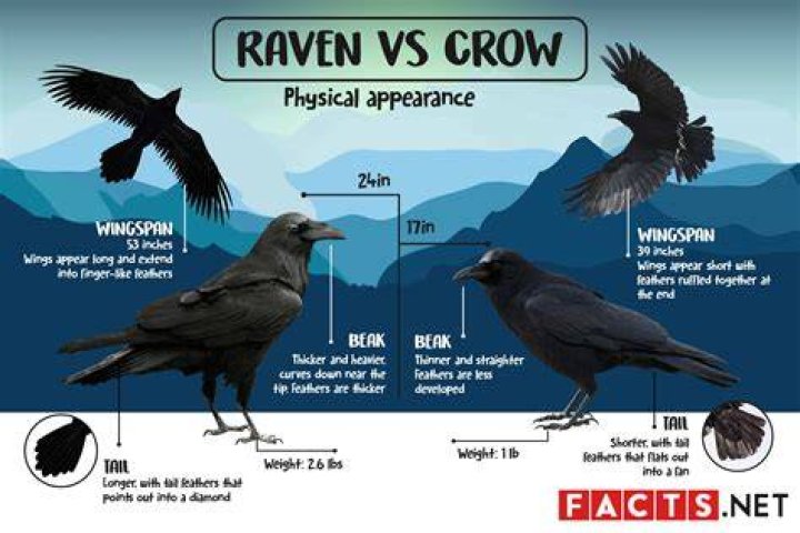 A Crow or a Raven? &mdash; The art of CrowArtist