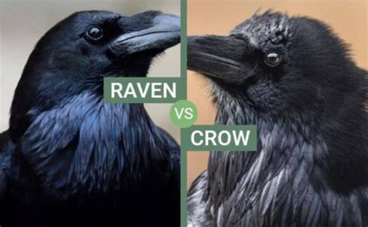 Crow vs Raven Learn to Identify the American Crow and the Common
